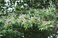 Lonchocarpus sericeus